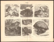 ŻABY ROPUCHY litografia z 1888 r ORYGINAŁ