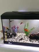 Akwarium 60l Diversa