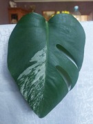 Monstera Varegiata ukorzeniona