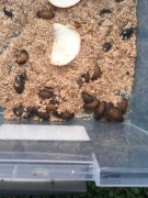 karaczany argentyńskie/dubia/dubie 2-2.5cm 100 szt