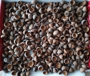 Czapeczki żołędziowe do ozdoby