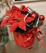 Gwiazda- stroik świąteczny w doniczce.