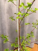 Lagerstroemia, egzotyk, bez południa, 70 cm 