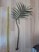 Philodendron tortum cięty wezel