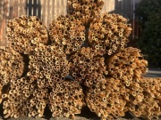 Trzcina, rurki trzcinowe dla murarek 20-25cm- 500szt