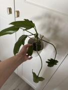 Philodendron mayoi filodendron