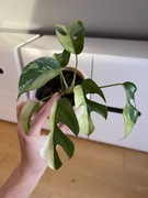 Monstera Minima Variegata