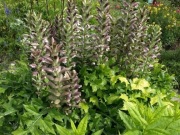 Akant acanthus mollis 10 olbrzymich nasion