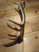 Poroże jelenia dwunastak lewy