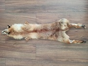 Skóra z lisa rudego, garbowana, wyprawiona, 95cm