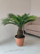 Sagowiec cycas revoluta