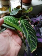 Maranta lemon lime - szczepka