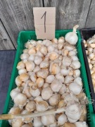 Czosnek czosnek słoniowy 20 ząbków sloniowy Sloniowy  rozmiar XXL