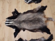 Skora z borsuka, profesjonalnie wygarbowana, duza,piekny wlos