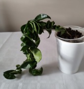 HOYA CARNOSA COMPACTA
