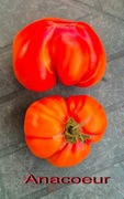 Pomidor ANACOEUR - unikat 10 nasion dla kolekcjonera piękny HIT 