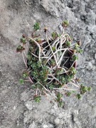 Rozchodnik płożący 