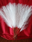 Trawa pampasowa biała wysokość 55cm 20 szt