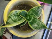 Sansevieria - Twister , Masoniana i Cylindryca.