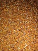 Kukurydza ziarno 5kg na paszę dla ptaków, kur, ryb