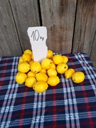 Pigwa pigwa 10 kg owoc owoce nie pigwowiec 