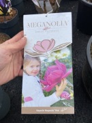 Magnolia Meganolia pink olbrzymie kwiaty