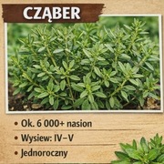 Nasiona cząbru 5g DUŻA ILOŚĆ | zioła do kuchni i ogrodu