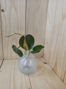 Philodendron brasil 