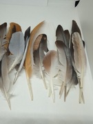 Pióra 40 sztuk ptaków leśnych i wodnych naturalne kolorowe mix