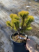 Sosna Dezember Gold żółte igły