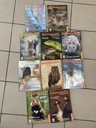 Salamandra. Czasopismo 