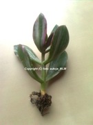 Grubosz Tricolor - rzadka odmiana Okazja ! 