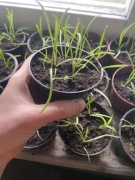 Kraspedia sadzonki w doniczce