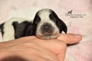 Cocker Spaniel Angielski Szczenięta FCI