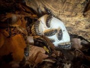 Prosionki Porcellio ornatus stawonogi stonogi równonogi izopody