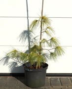 SOSNA WEJMUTKA BERGMAN'S VARIEGATED * DUŻY OKAZ * CUDO