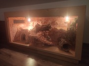 Terrarium duże drewniane gady jaszczurki agamy