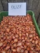 Cebula cebula kartoflanka 30 szt rodzima stara odmiana 