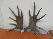 Poroże łosia - para