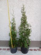 Tuja kolumnowa kolumna