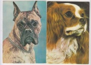 Psy rasy king charles spaniel i bokser