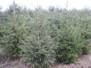 Choinki Plantacja Świerk Świerki Choinka żywa