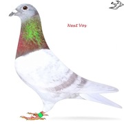 *** Top Janssen Vos ***