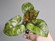 Syngonium Green Rooibos kolekcjonerskie hydroponika