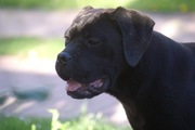 Cane Corso FCI sunia , zagraniczne krycie, ładna glowa 