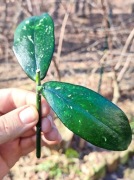 Cięta hoya lobbii black