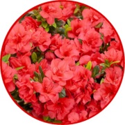 Azalia japońska Florida 2L