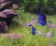 Parka Snakeskin blue tail halfmoon gupiki