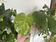 Monstera Green on Green GoG