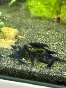 Krewetki Blue Velvet | Krewetki akwariowe